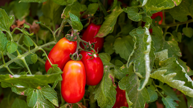 san marzano tomatoes