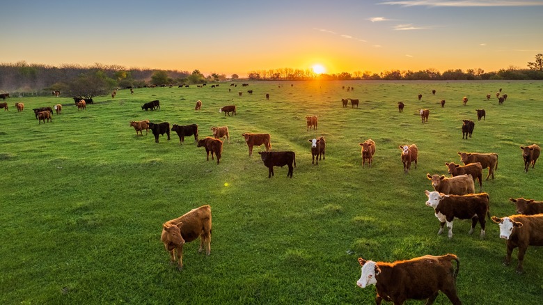 Cows in field at sunset