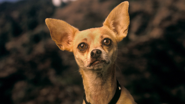 Taco Bell chihuahua by Hollywood sign