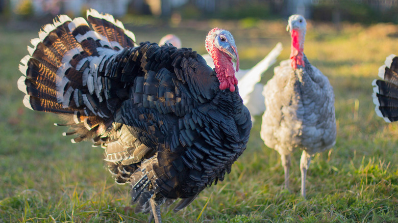 Turkeys free range in a pasture