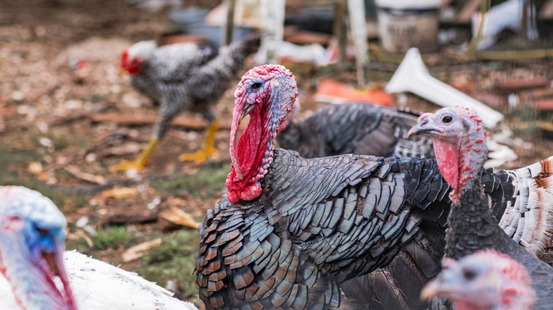 Male and female turkeys outside