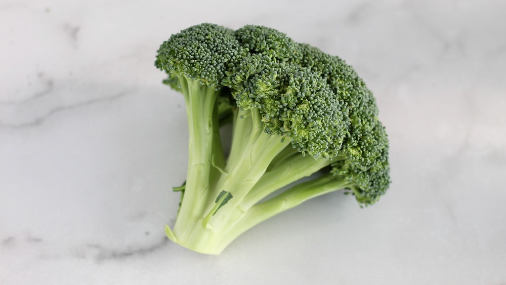 Large head of fresh broccoli for shrimp Alfredo