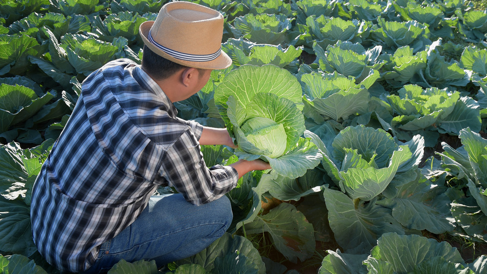 person picking cabbages