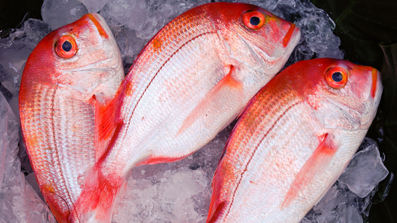 slimy whole red tilapia fish on ice