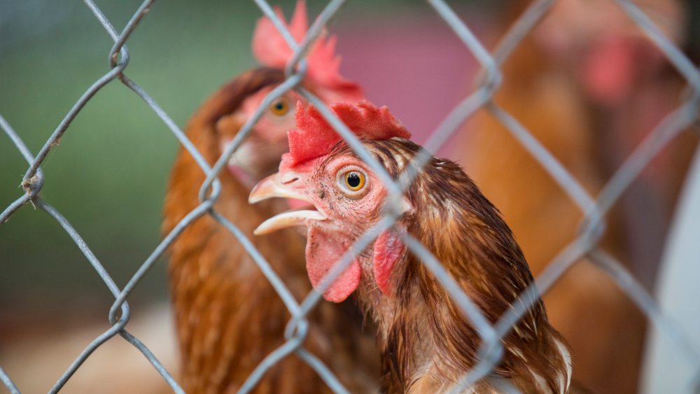 chicken in cage