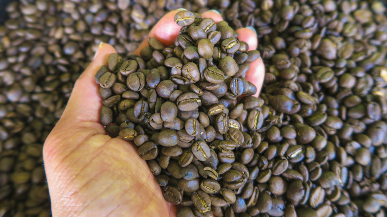 A handful of Arabica coffee beans