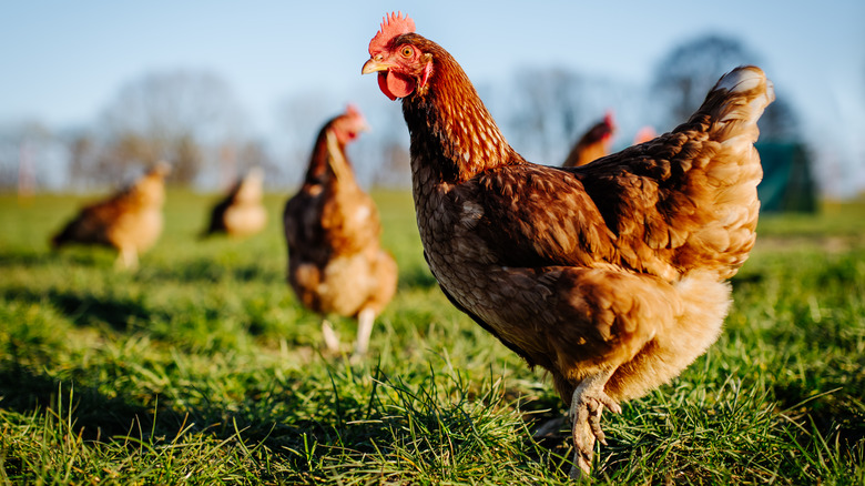 Free range hens in a pasture