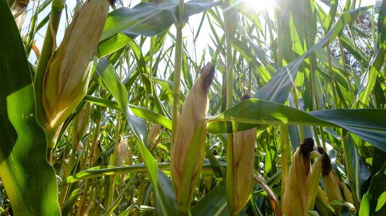 Corn in a cornfield