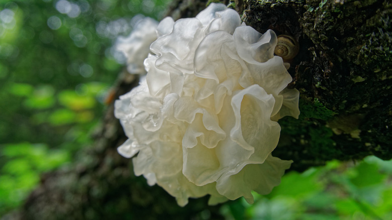 Chinese snow fungus tree growth