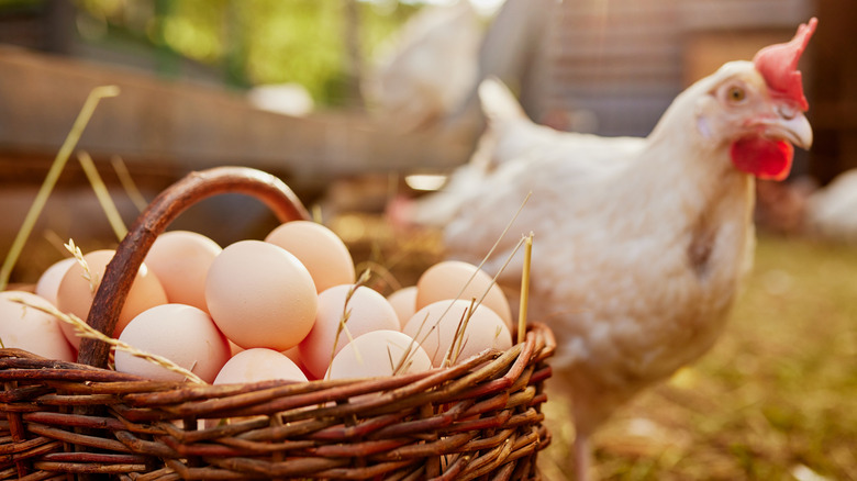 A white chicken next to a wicker basket of brown eggs