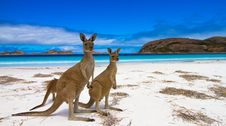 Kangaroos standing on a beach