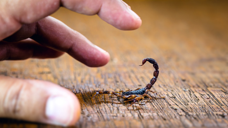 A hand near a tiny scorpion on a wooden floor