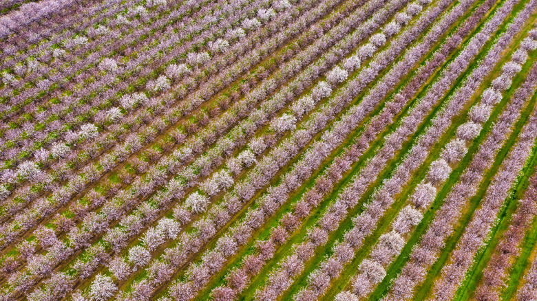 Overview of almond fields in California