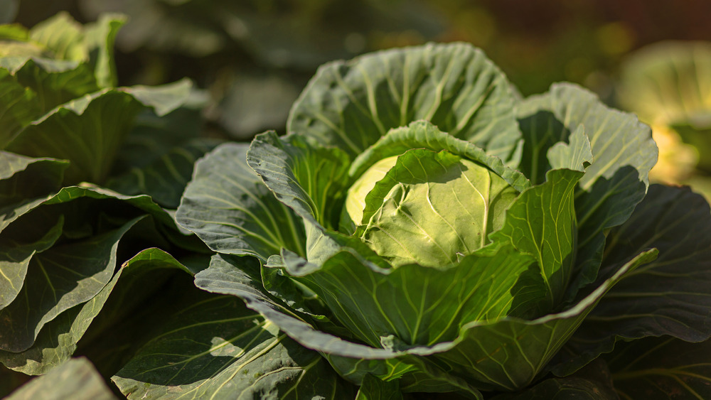 A cabbage plant in a field