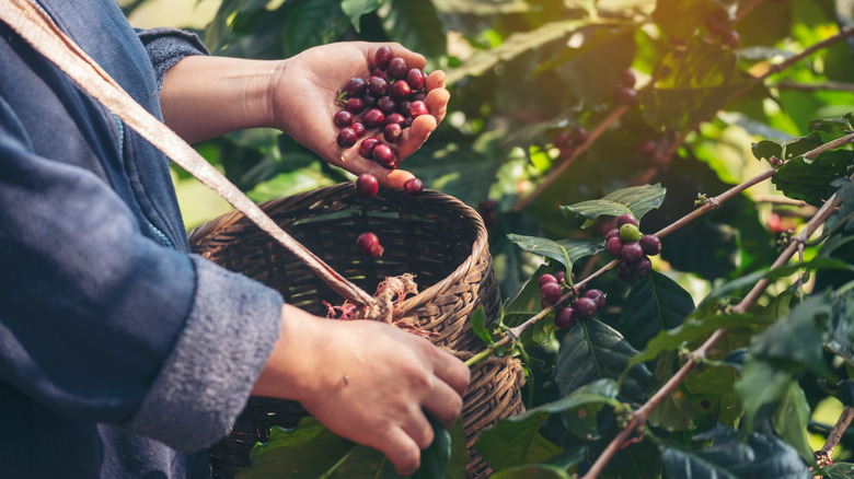 harvesting coffee beans