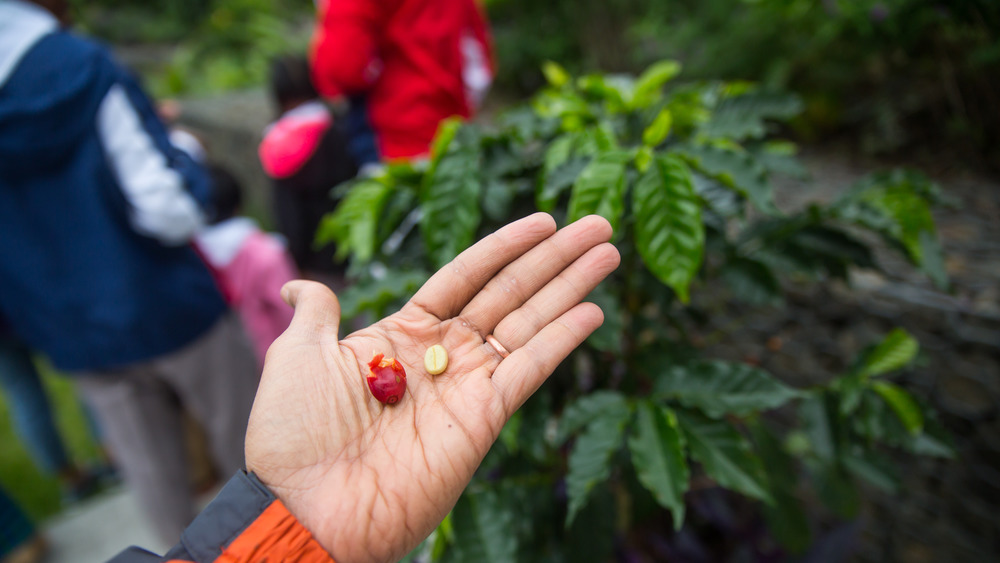 Starbucks Is Trying To Make Its Coffee Carbon Neutral. Here's How