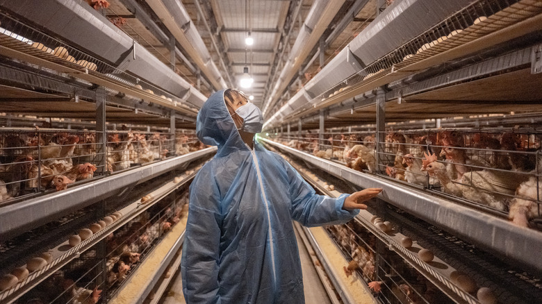 worker in chicken raising facility