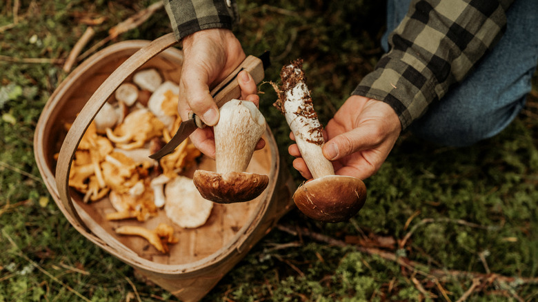 man foraging for mushrooms