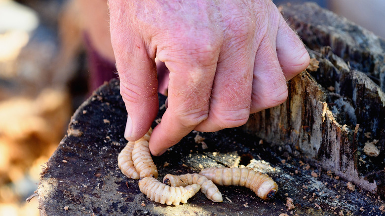 huhu grubs at Wildfoods Festival 