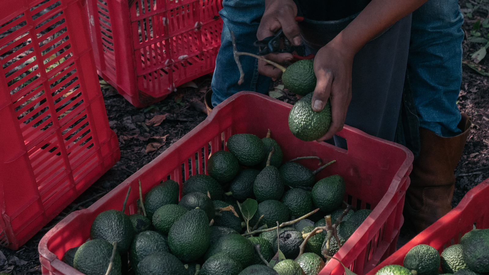 Column: How avocado mania drives climate change and crime