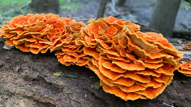 Chicken of the woods