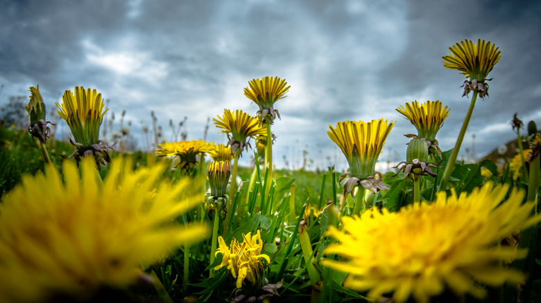 field of dandilions