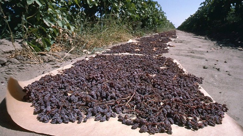 California grapes drying into raisins