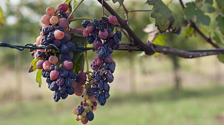 Grapes drying into raisins on vine