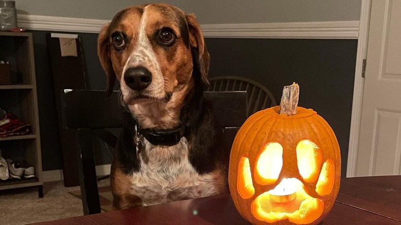 A pumpkin with a paw print carved on it