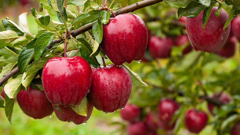 apples hanging from tree branch