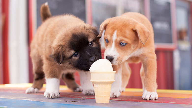 Two puppies licking vanilla ice cream cone