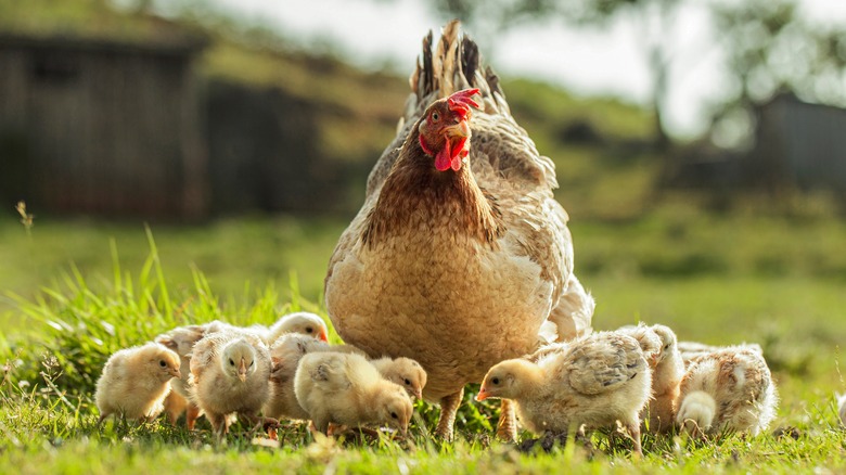 Free range hen and chicks pecking in a field