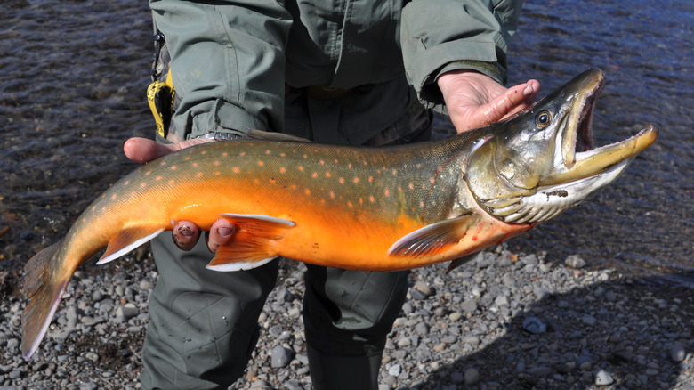 Hands holding Arctic char