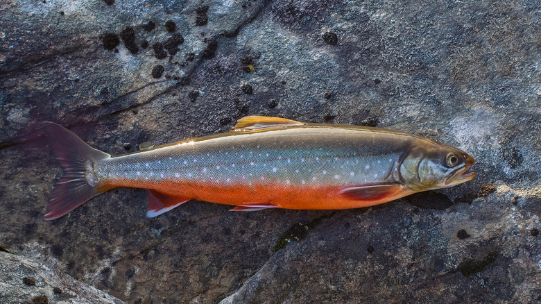 An arctic char fish