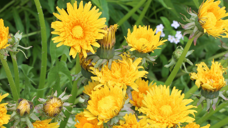 A field of dandelions