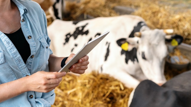 woman working local farm cows