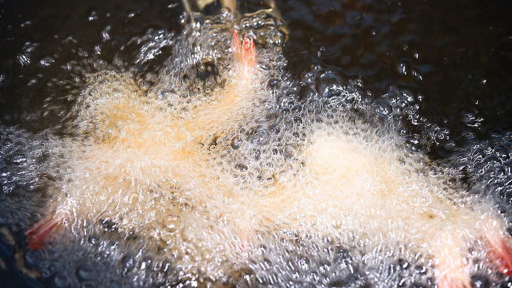 frying shrimp