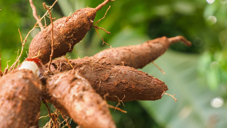 cassava roots fresh from the field