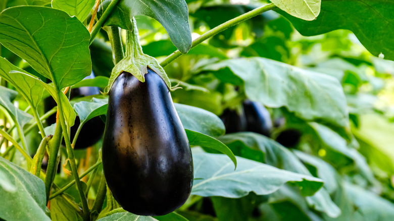 eggplants growing on plant