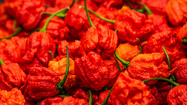 Carolina reapers