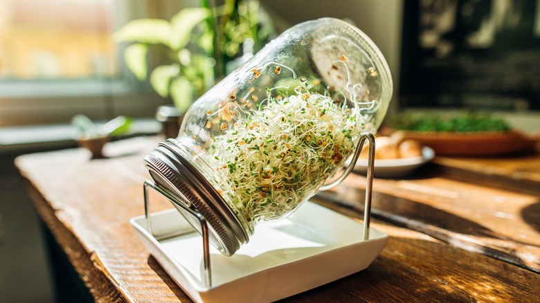 sprouts in a jar on the countertop