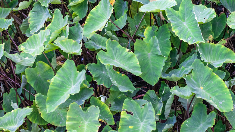 taro leaves in garden