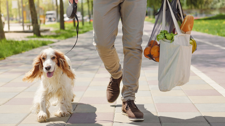 Man and Dog Walking