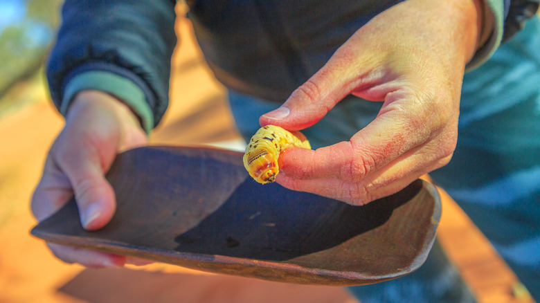 Person holds witchetty grub