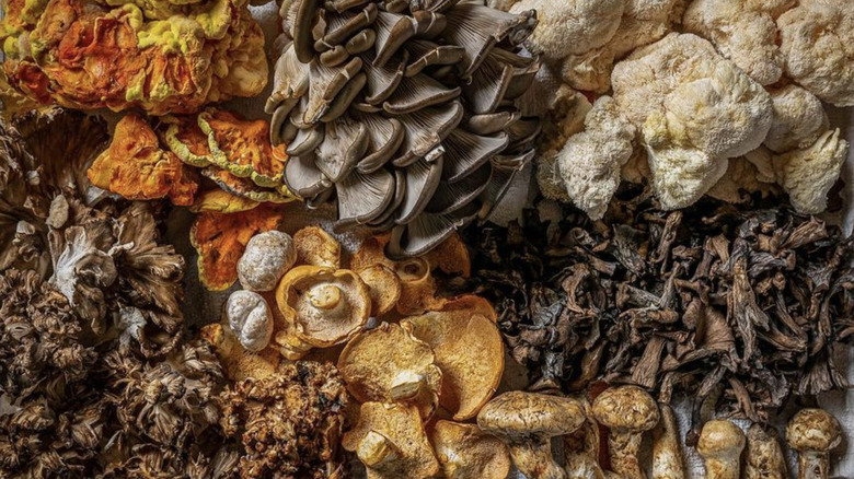 Tray of exotic mushrooms