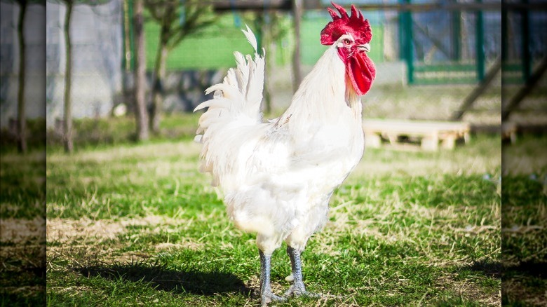 Bresse chicken with blue feet