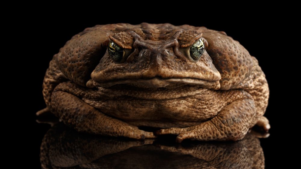 cane toad from Bizarre Foods