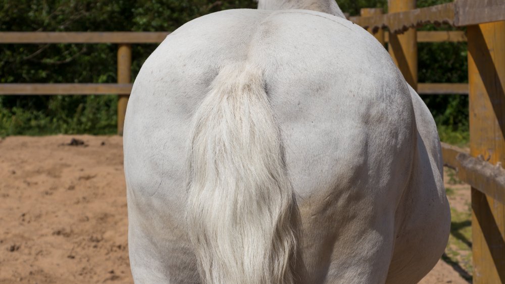 horse booty from Bizarre Foods