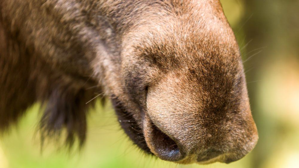 moose nose from Bizarre Foods