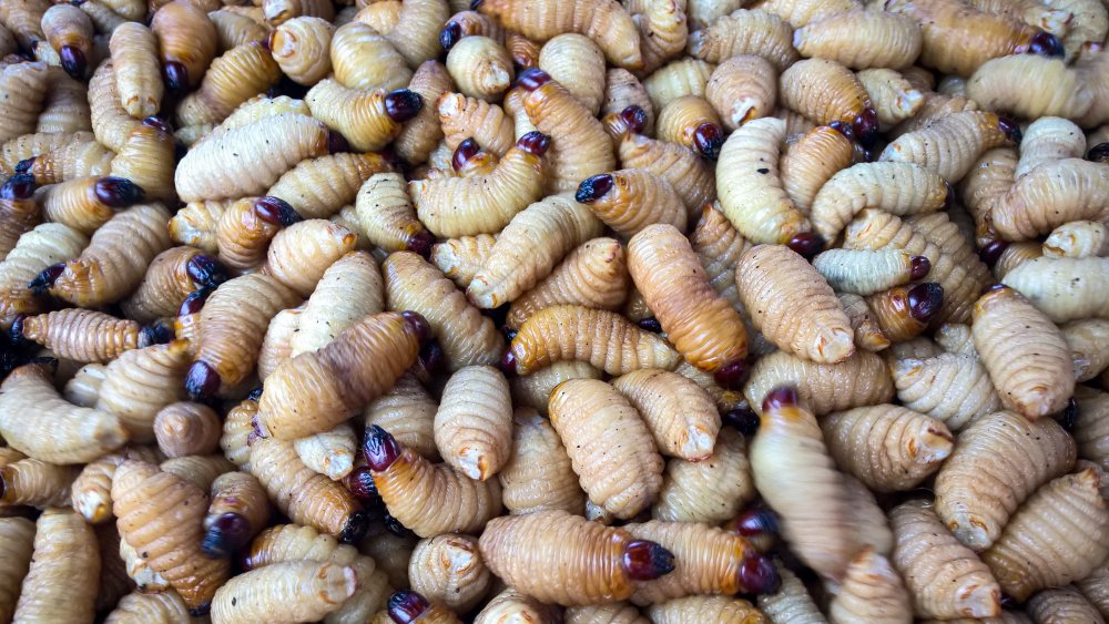 coconut tree grubs from Bizarre Foods